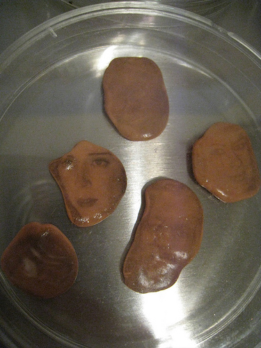 silly putty face specimens